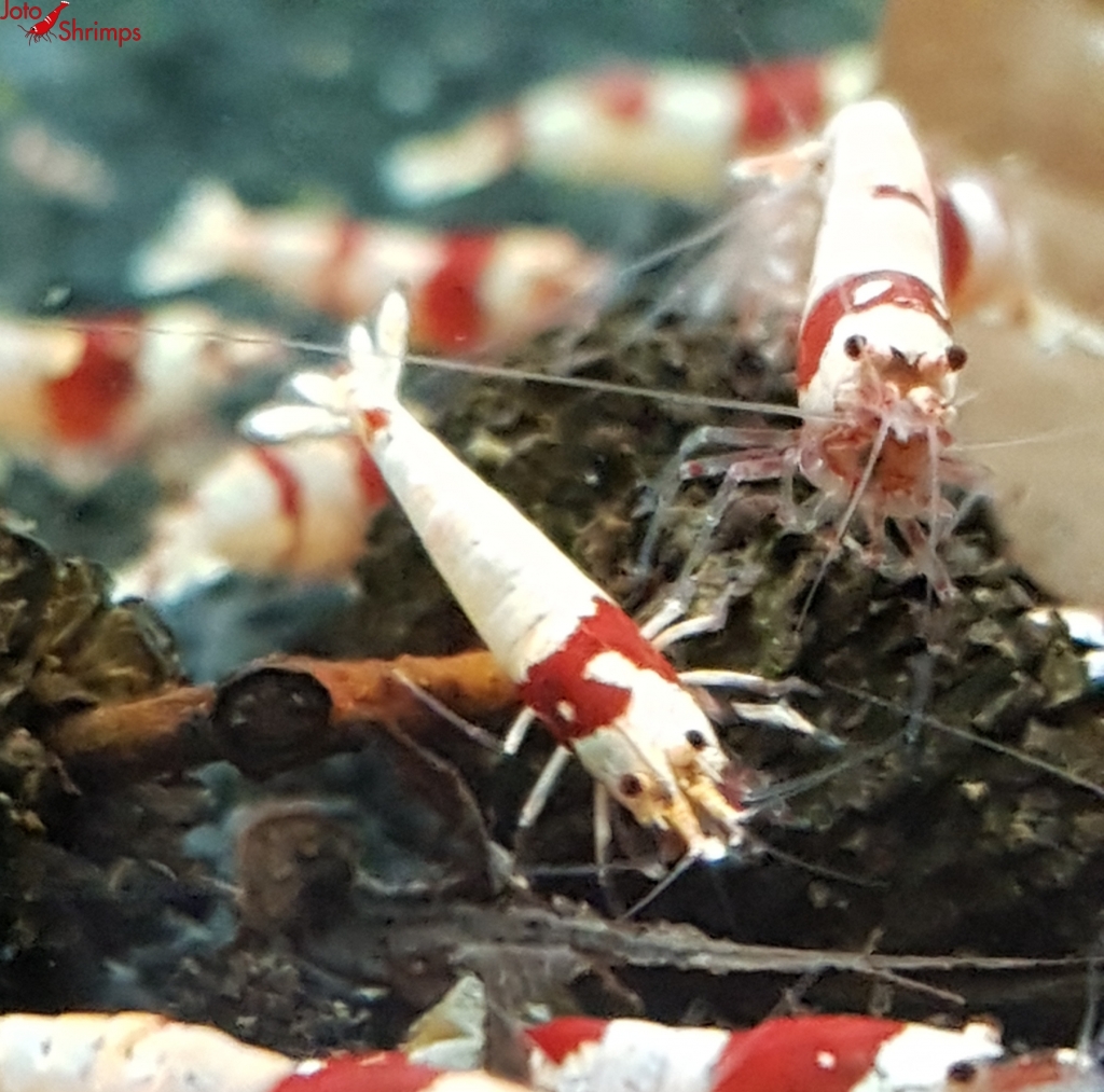 Red Bee 10er Mix Paket